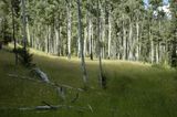 Meadow_DSC0151.jpg