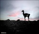 guanaco sunrise.jpg