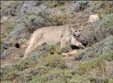 prowling puma.jpg