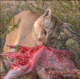 puma eating big.jpg