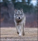 wolf approaching.jpg