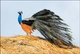 peacock weather vane.jpg