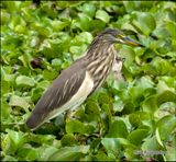 Indian pond heron.jpg