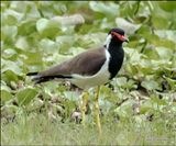 red wattled lapwing2.jpg