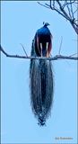 peacock in tree.jpg