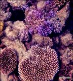 Reef 10.jpg