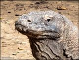 Komodo Island Dragon  head shot.jpg