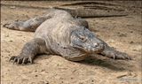 Komodo Island dragon alert.jpg