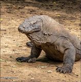 Komodo Island Dragon posing.jpg