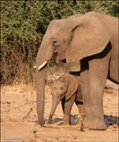 Dumbo and mom.jpg