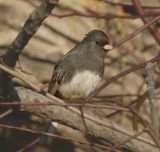 Dark-eyed Junco