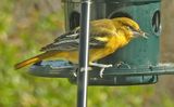 Baltimore Oriole