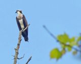 Immature Osprey