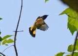 American Redstart in Flight