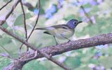 Northern Parula Warbler