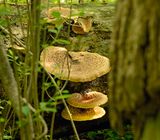 Dryads Saddle