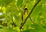 Magnolia Warbler 