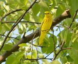Yellow Warbler 