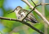 Ruby-throated Hummingbird