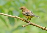 Eastern Towhee Female