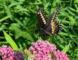 Eastern Black Swallowtail