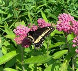 Eastern Black Swallowtail