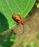Red Milkweed Beetle