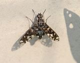 Tiger Bee Fly