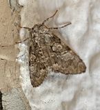 The Laugher Moth (9189)