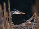 Great Blue Heron (Adult)