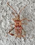 Western Conifer Seed Bug