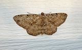 Canadian Melanolophia Moth (6620)