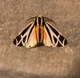 Harnessed Tiger Moth (8196)