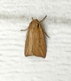 Linda Wainscot Moth (10445)