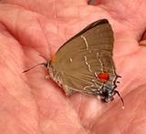 White M-Hairstreak