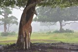 Philippines, Calauit Island safari Park