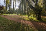 20241014_001235919 Willow Trees shadows.jpg