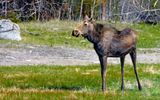Moose