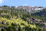 Dead pine trees