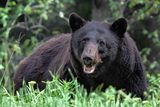 Black Bear