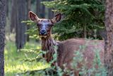 Elk