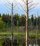 Dead trees