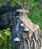 Evidence of the beavers work