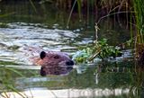 Beaver transporting twigs