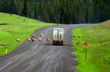 Big Horn Sheep on the road