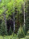 Birch trees
