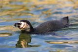 Humboldt penguin