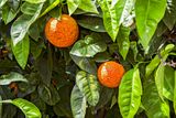 Oranges