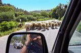 Sheep in the front, modern shepherd in the back