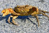 Crab